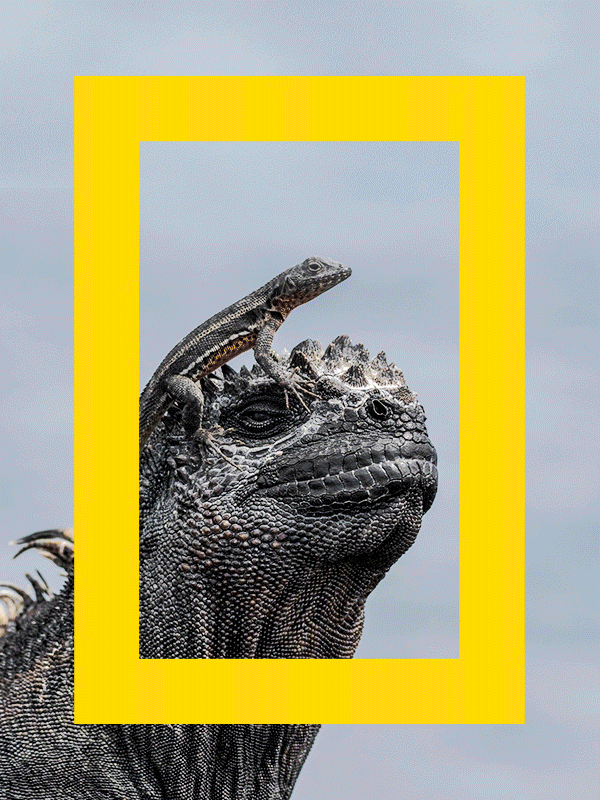 A carousel of 4 images, each with the yellow National Geographic border that frames: a seal swimming underwater, a Galápagos giant tortoise, a close up of a Galápagos marine iguana with a small lizard on its head, and three explorers viewing a group of Galápagos marine iguanas on a beach with an Expedition Cruise ship docked in the background